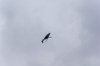 IMGP0923.jpg